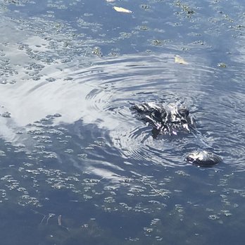 Florida Cracker Airboat Ride - Boat Tours Near Me - Fellsmere, Florida Florida Cracker Airboat Ride - Boat Tours Near Me - Fellsmere, Florida