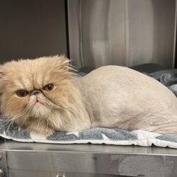 Lion cut on a Persian