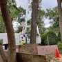 Photo of Acer Tree Service