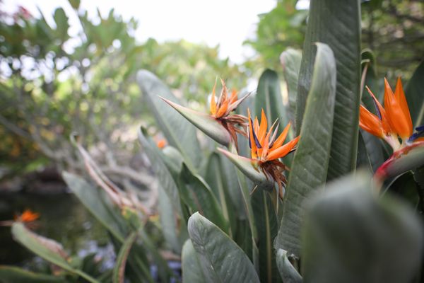 Hawaii Alive Luau Show by null