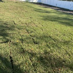 My new sod