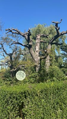 Tangled Garden by null