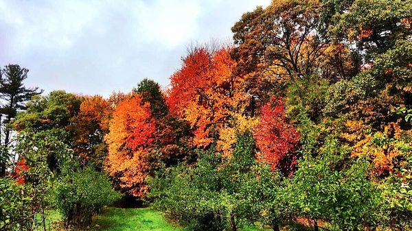 Boston Hill Farm by null