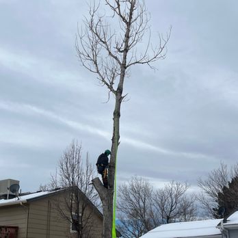 Tree Keepers - Dead cottonwood removal - Tree Services Near Me - Littleton, Colorado