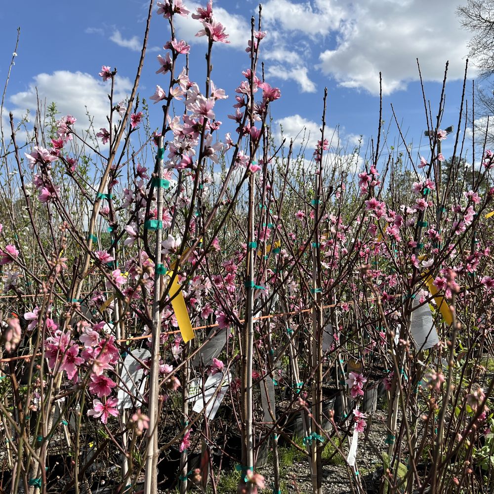 TOP 10 BEST House Plants in Columbia, SC - Updated 2026 - Yelp