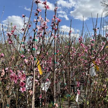 Reese's Plants - Hundreds of fruit trees - Nurseries & Gardening Near Me - Blythewood, South Carolina