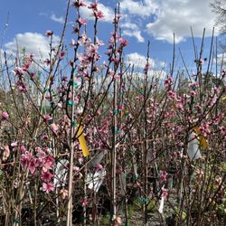 Reese's Plants - Hundreds of fruit trees