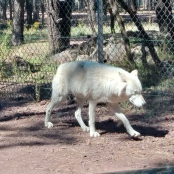 Bearizona - Attic wolf - Zoos Near Me - Williams, Arizona Bearizona - Attic wolf - Zoos Near Me - Williams, Arizona
