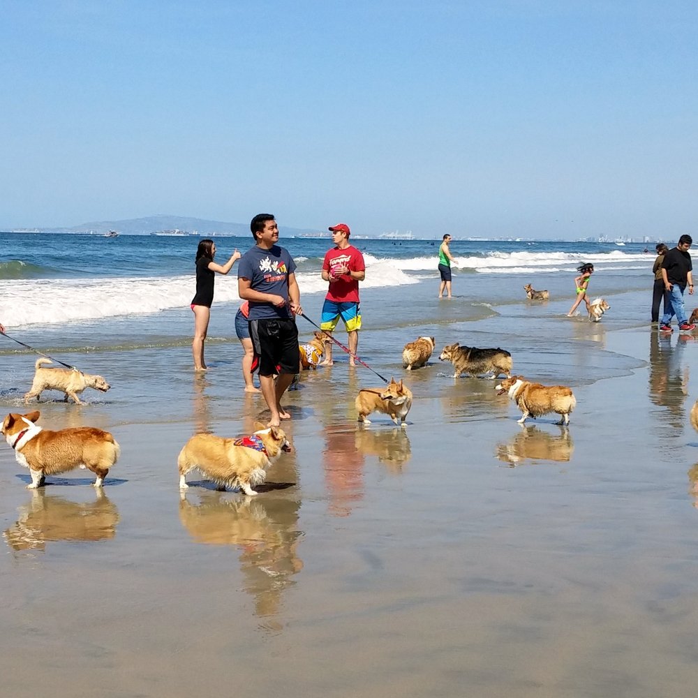 So Cal Corgi Beach Day - So many corgis on the beach! - Festivals Near Me - Huntington Beach, California
