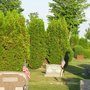 Photo of Elmwood Cemetery