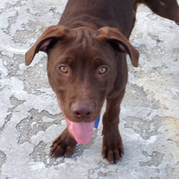 McDonald's - a brown dog with a pink tongue - Burgers Near Me - Evansville, Indiana