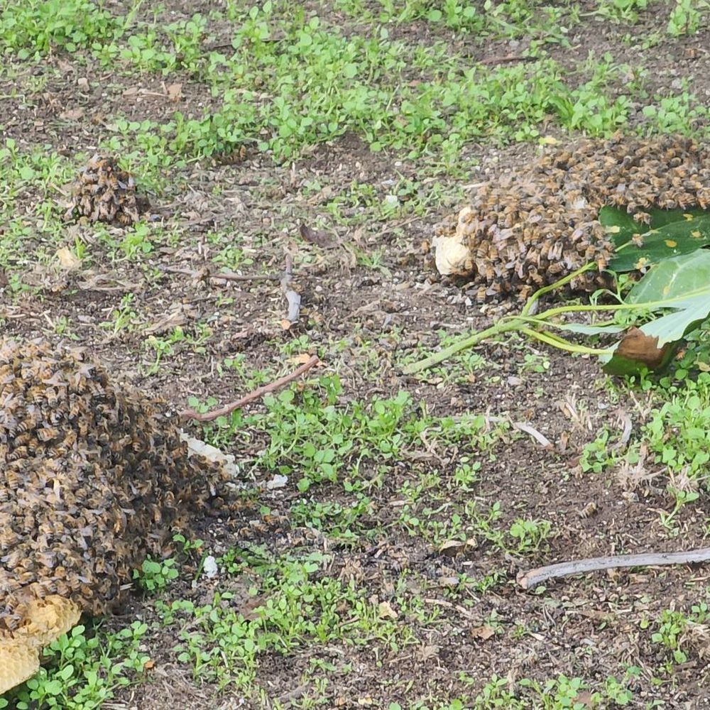 Beekeeper's Removal - Hive - Pest Control Near Me Beekeeper's Removal - Hive - Pest Control Near Me