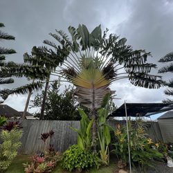 The Greenery Cafe - A very unusual tree