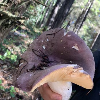 MycoVentures - Biggest mushroom I have ever seen - Tours Near Me MycoVentures - Biggest mushroom I have ever seen - Tours Near Me