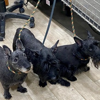 Tango Kennels - Three Scottie Rescues that needed emergency foster and grooming. - Pet Groomers Near Me - Oakdale, California Tango Kennels - Three Scottie Rescues that needed emergency foster and grooming. - Pet Groomers Near Me - Oakdale, California