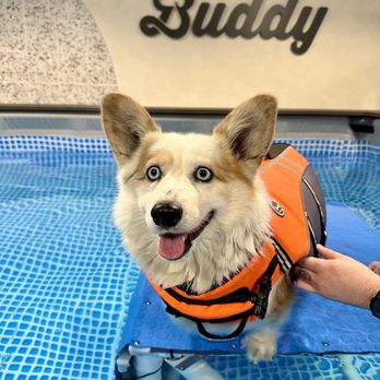 Buddy - Pet Services Near Me - Los Angeles, California Buddy - Pet Services Near Me - Los Angeles, California
