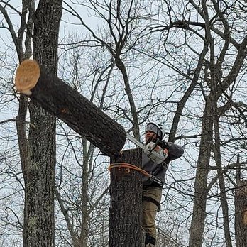 El Chamo Tree Removal Services - Tree Services Near Me - Lawrence, Massachusetts El Chamo Tree Removal Services - Tree Services Near Me - Lawrence, Massachusetts
