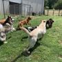 Photo of Palmetto Pet Center 