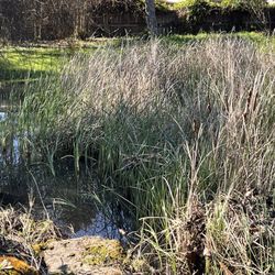 Rincon Valley Community Park - Great little pond hee