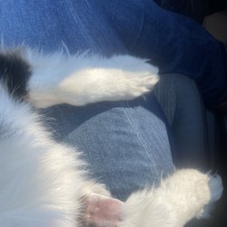 Bush Animal Clinic - shaved his little leg for an iv