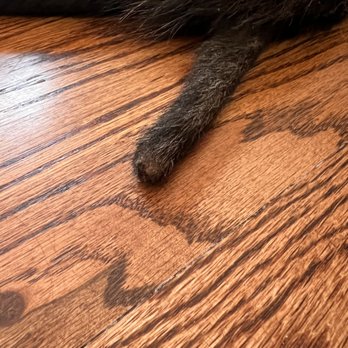 Woof's Play & Stay - After the stitches off - Pet Sitting Near Me - Topeka, Kansas Woof's Play & Stay - After the stitches off - Pet Sitting Near Me - Topeka, Kansas