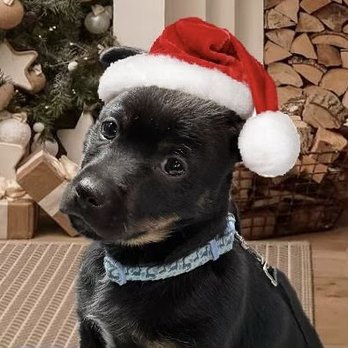 Angels Among Us Pet Rescue - Skye at his first Christmas. - Animal Shelters Near Me Angels Among Us Pet Rescue - Skye at his first Christmas. - Animal Shelters Near Me
