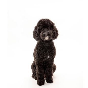 Je Tadore Pet Salon - Pepper, freshly groomed! - Pet Groomers Near Me - Montrose, California Je Tadore Pet Salon - Pepper, freshly groomed! - Pet Groomers Near Me - Montrose, California