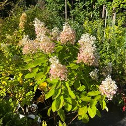 The Flower Shack