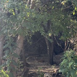 Salado Creek Greenway - Deer