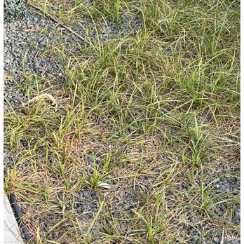 Artificial Grass Direct TX - More weeds - Artificial Turf Near Me - Houston, Texas Artificial Grass Direct TX - More weeds - Artificial Turf Near Me - Houston, Texas