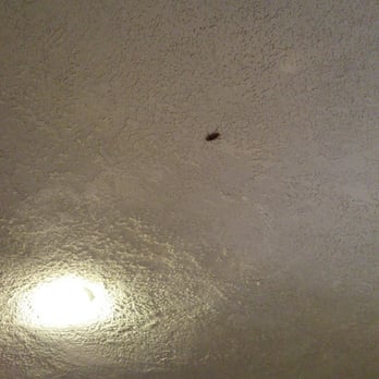 Tacos Giyo - On the ceiling. It's the size of my thumb. It's outside on their padio so that's not their fault but ewww - Mexican Near Me - Paramount, California Tacos Giyo - On the ceiling. It's the size of my thumb. It's outside on their padio so that's not their fault but ewww - Mexican Near Me - Paramount, California