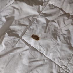 Econo Lodge Biltmore - Giant cigarette burn on one of the beds. we booked a non-smoking room as well, but received this room which was clearly a smoking room.