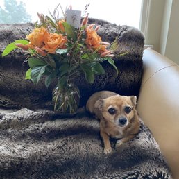 (Chihuahua not included in Naho's autumnal design!) (Chihuahua not included in Naho's autumnal design!)