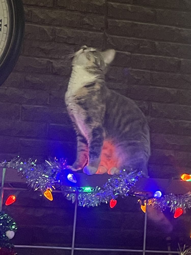 The Community Lighthouse - grief counselor in Albuquerque, NM