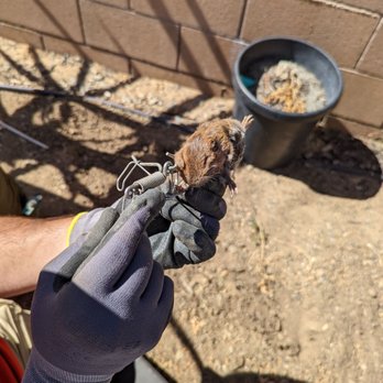 Gopher Stop - Pest Control Near Me
