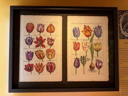 Amsterdam Tulip Museum by null