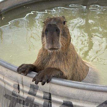 GHOST RANCH EXOTICS AND FUNNY FOOT FARM - Updated March 2026 - 56 ...