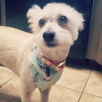 Baxters Pet Grooming - Pet Groomers Near Me - Lancaster, California Baxters Pet Grooming - Pet Groomers Near Me - Lancaster, California