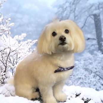 Bark Barber - Dog grooming - Pet Groomers Near Me Bark Barber - Dog grooming - Pet Groomers Near Me