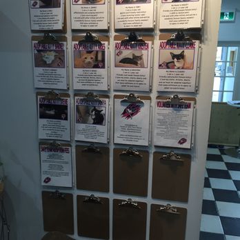 Cat Cafe on Whyte - Names of Cats - Coffee & Tea Near Me - Edmonton, Alberta