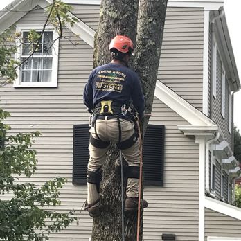 Edgar and Sons - Climbing tree to remove it - Landscaping Near Me - Peabody , Massachusetts