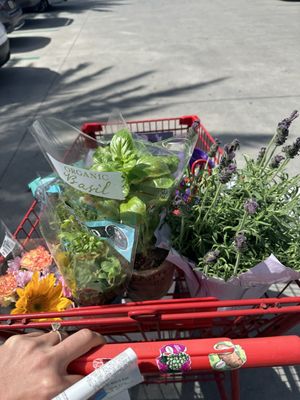 Trader Joe's by null