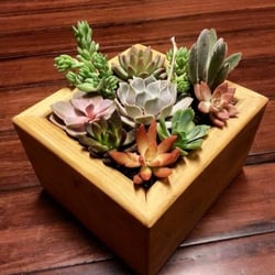 Blooms Floral Studio - Succulent hand crafted wooden planter