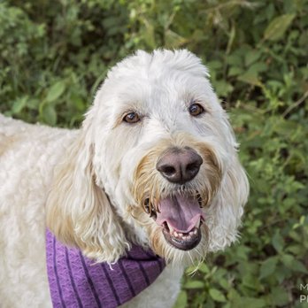 Marlee and Me Photography - Pet Photography Near Me
