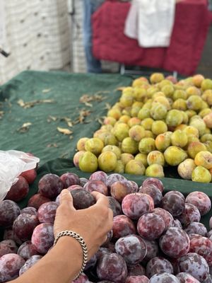 Alemany Farmer's Market by null