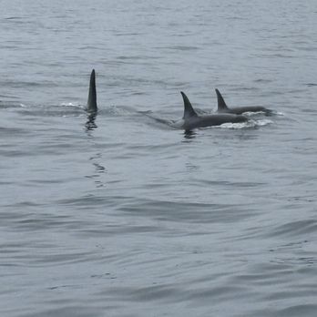 Major Marine Tours - Orcas - Boating Near Me - Seward, Alaska