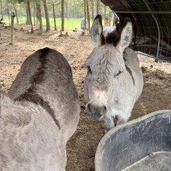 Cook Crossing - The donkeys