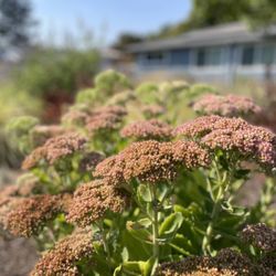 Eugene Garden Coach