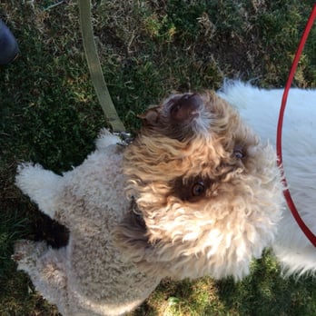 Super Dave Dog Services - Kira - Pet Training Near Me Super Dave Dog Services - Kira - Pet Training Near Me