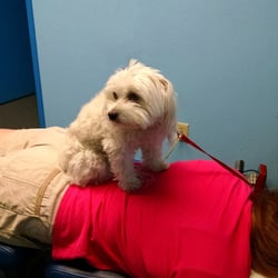 Camarillo Chiropractic Associates - Nurse Mia examines a new patient!